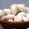 Nấm mỡ trắng tươi ngon, sản phẩm VietGAP
